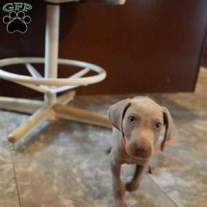 Chance, Weimaraner Puppy